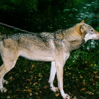 UK Wolf Conservation Trust