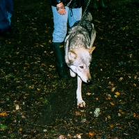 UK Wolf Conservation Trust