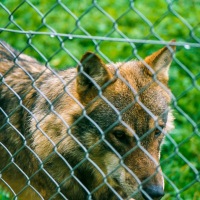 UK Wolf Conservation Trust