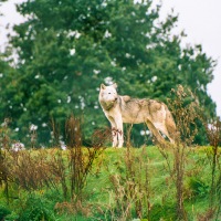 UK Wolf Conservation Trust