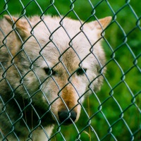 UK Wolf Conservation Trust