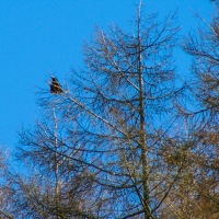 Fforest Fields Camping