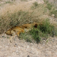 Jordan - Kings Highway