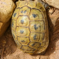 Jordan - Wadi Rum