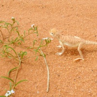 Jordan - Wadi Rum