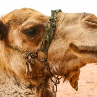 Jordan - Wadi Rum