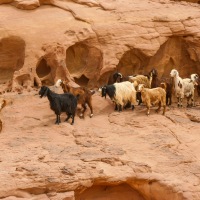 Jordan - Wadi Rum