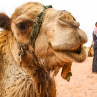 Jordan - Wadi Rum