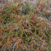 Recent Lava Flow