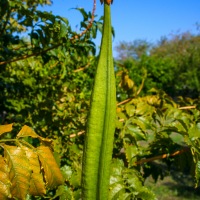 Stromboli