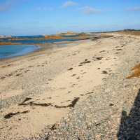 Walk to Cobo