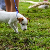 Kingswood and Wotton Tug of War