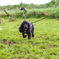 Kingswood and Wotton Tug of War