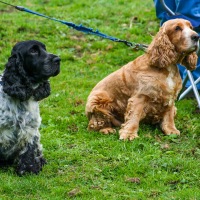 Kingswood and Wotton Tug of War