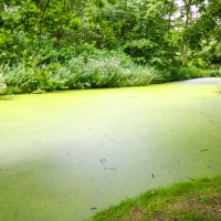 South Walsham Broad