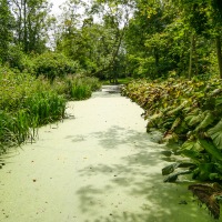 South Walsham Broad