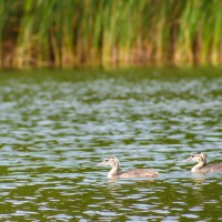 South Walsham Broad