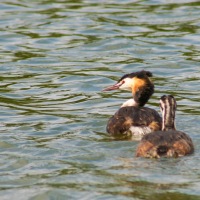 South Walsham Broad