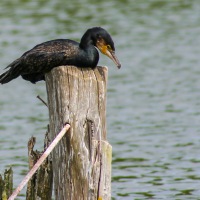 South Walsham Broad