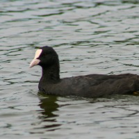 South Walsham Broad