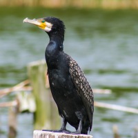 South Walsham Broad