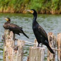 South Walsham Broad