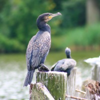 South Walsham Broad