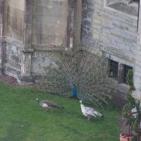 Cardiff Castle