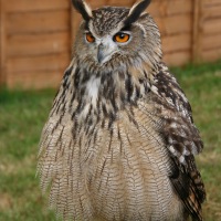 The Game Fair