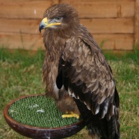 The Game Fair