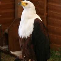 The Game Fair