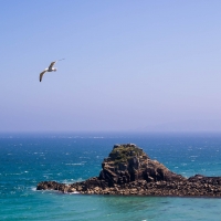 Gull on Herm