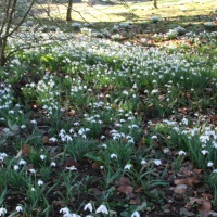 Stowe Park