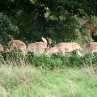 Charlecote Park