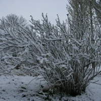 Snow in Kingswood