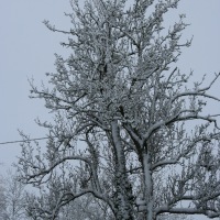 Snow in Kingswood