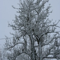 Snow in Kingswood