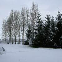 Snow in Kingswood