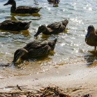 Hickling Broad