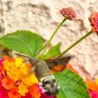 Hummingbird Hawk Moth in Mèze