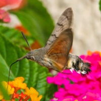 Hummingbird Hawk Moth in Mèze