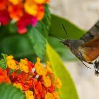 Hummingbird Hawk Moth in Mèze