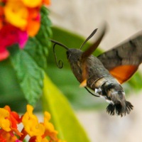 Hummingbird Hawk Moth in Mèze