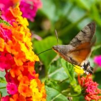 Hummingbird Hawk Moth in Mèze