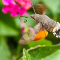 Hummingbird Hawk Moth in Mèze