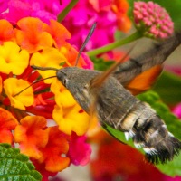 Hummingbird Hawk Moth in Mèze