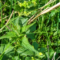 Cambridge Society visit to Wicken Fen