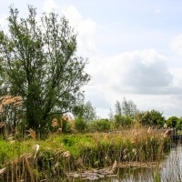 Cambridge Society visit to Wicken Fen