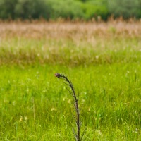 Cambridge Society visit to Wicken Fen