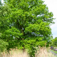 Cambridge Society visit to Wicken Fen